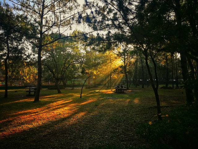 Sunrays on a park at Baguio City Philippines